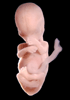 day 56 human embryo photograph