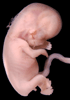 day 56 human embryo photograph