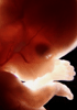 day 56 human embryo photograph