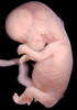 day 56 human embryo photograph