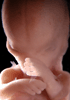 day 56 human embryo photograph