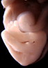 day 56 human embryo photograph