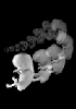 day 28-56 human embryo time lapse