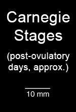 Carnegie Stage Explanation - Post-ovulatory days