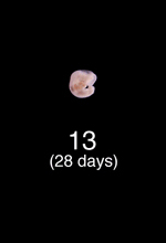 Stage 13 Embryo Image