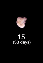 Stage 15 Embryo Image