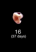 Stage 16 Embryo Image