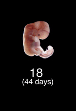 Stage 18 Embryo Image