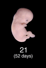 Stage 21 Embryo Image