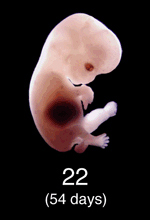 Stage 22 Embryo Image