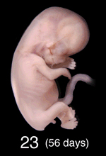 Stage 23 Embryo Image